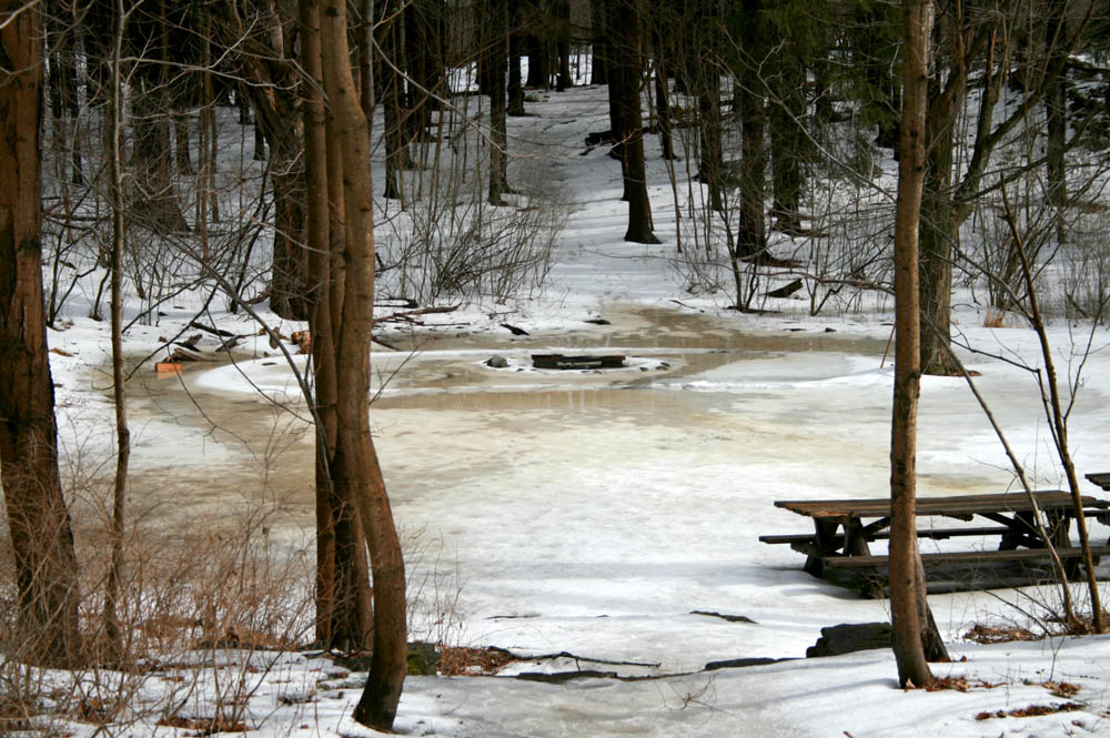 Ice Swamp